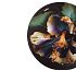 Столик журнальный Sheffilton SHT-CT27 ночной цветок/черный муар - галерея